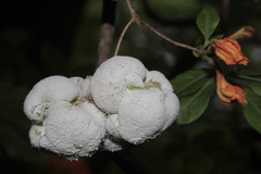 Exobasidium rhododendri