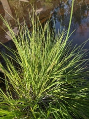 Carex lenticularis