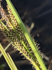 Carex lenticularis