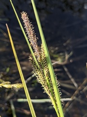 Carex lenticularis