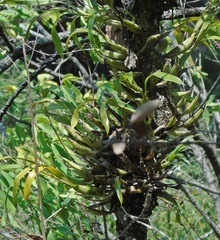 Prosthechea squalida