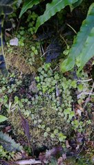 Epilobium rotundifolium