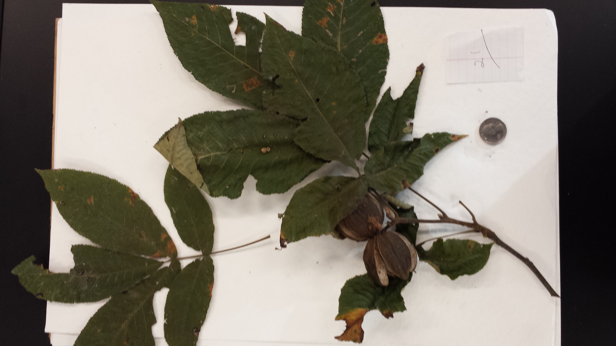 Carya ovata var. ovata