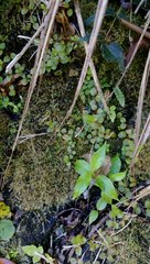 Epilobium rotundifolium