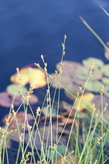 Carex atlantica