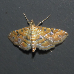 Ommatospila narcaeusalis