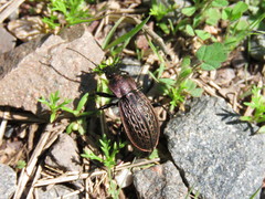 Carabus maeander