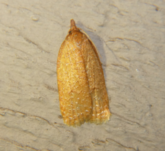 Sparganothis distincta