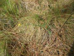 Crotalaria purshii