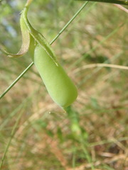 Crotalaria purshii