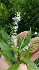 Veronica flavida