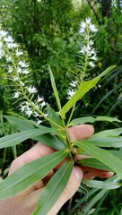 Veronica flavida