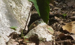 Sceloporus aureolus