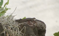 Sceloporus aureolus