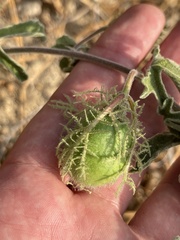 Passiflora pentaschista