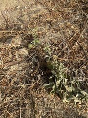 Passiflora pentaschista