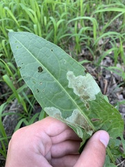 Pegomya bicolor