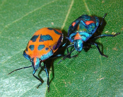 Hibiscus Harlequin Bug photo 5