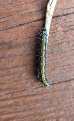 Uresiphita ornithopteralis