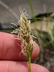 Carex siccata