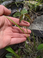 Carex siccata