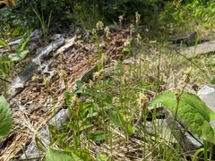 Carex siccata