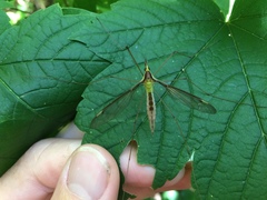 Leptotarsus albistigma