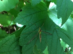 Leptotarsus albistigma