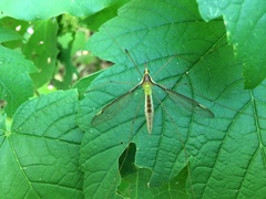 Leptotarsus albistigma
