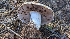 Agaricus moronii
