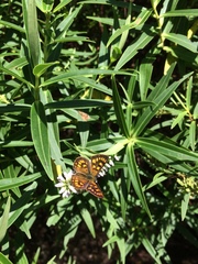Lycaena enysii