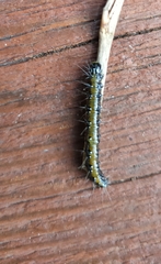 Uresiphita ornithopteralis