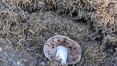 Agaricus moronii