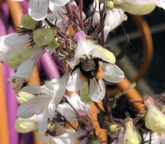 Bombus bimaculatus