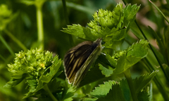 Pieris bryoniae