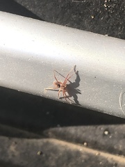 Philodromus dispar