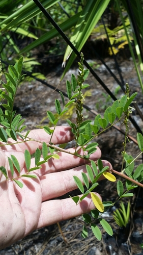Image of Indigofera caroliniana by (c) Jay Horn, some rights reserved (CC BY)