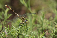 Arigomphus lentulus