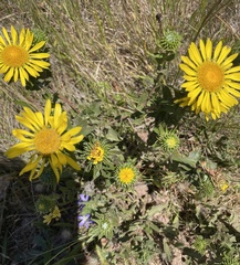 Grindelia stricta platyphylla
