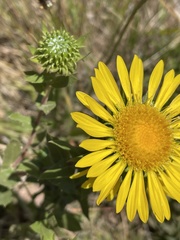 Grindelia stricta platyphylla