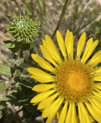 Grindelia stricta platyphylla