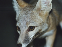 Vulpes macrotis mutica