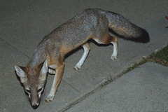 Vulpes macrotis mutica