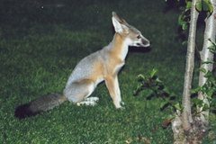 Vulpes macrotis mutica