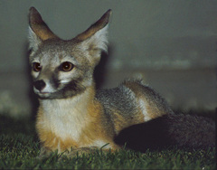 Vulpes macrotis mutica
