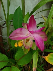 Curcuma zedoaria
