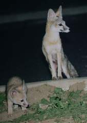 Vulpes macrotis mutica