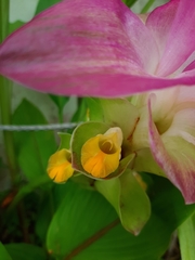 Curcuma zedoaria