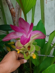 Curcuma zedoaria