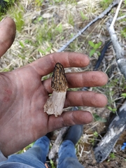 Morchella angusticeps
